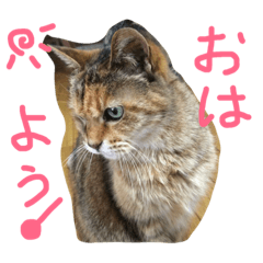 [LINEスタンプ] うちの猫Part2