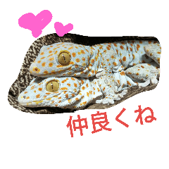 [LINEスタンプ] tokaygeckos