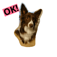 [LINEスタンプ] 愛犬アテナのスタンプです。