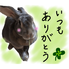 [LINEスタンプ] ウサギ、ネコ、イヌ