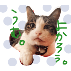 [LINEスタンプ] 猫とポメラニアン