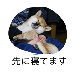 [LINEスタンプ] シバ怪獣むぎ