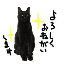 [LINEスタンプ] LOVE black cat