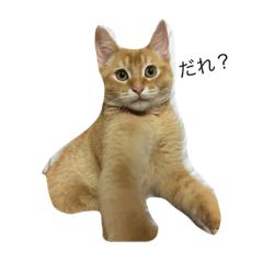 [LINEスタンプ] 我が家の猫たち ぽんず編