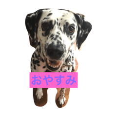 [LINEスタンプ] 犬犬犬犬