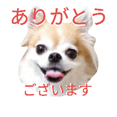 [LINEスタンプ] チワワのスタンプ