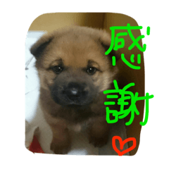 [LINEスタンプ] 雑種犬  半兵衛  ④