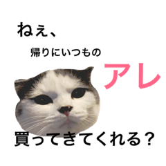 [LINEスタンプ] スコティッシュフォールド オッタの日常①