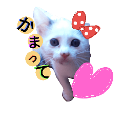 [LINEスタンプ] にゃん3