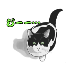 [LINEスタンプ] ツン猫アレックス