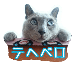 [LINEスタンプ] 不思議な頭頂部の猫トンキニーズのトム