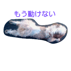 [LINEスタンプ] シーズー犬 いちご