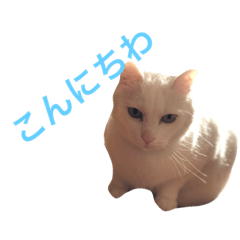 [LINEスタンプ] REO CAT stamp