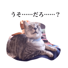 [LINEスタンプ] ちむのご挨拶。