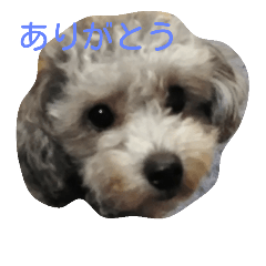 [LINEスタンプ] かわいい犬達スタンプ