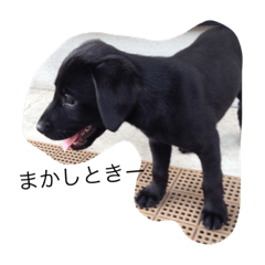 [LINEスタンプ] 黒ラブメイメイのつぶやき(たまに関西弁)