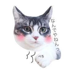 [LINEスタンプ] 猫のある君スタンプ Part2