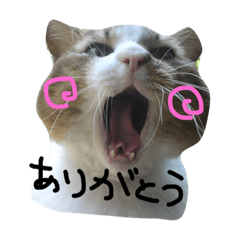 [LINEスタンプ] 可愛い猫ちゃんスタンプ 〈仕事の返答〉