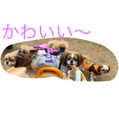 [LINEスタンプ] たてべシーズーズ