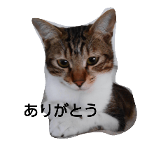 [LINEスタンプ] ぽんこたますとゆかいななかまたち2