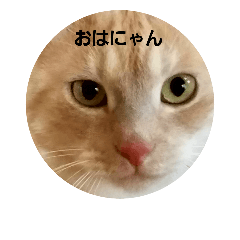 [LINEスタンプ] リアルリアル猫スタンプ