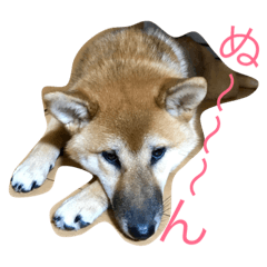 [LINEスタンプ] 柴犬もか