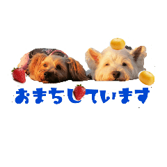 [LINEスタンプ] 果物大好きワンコ達