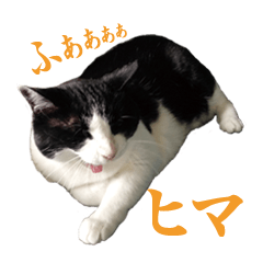 [LINEスタンプ] はちわれ猫のミミちゃん 日常系スタンプ