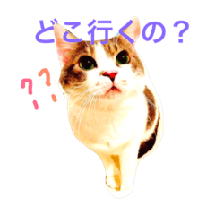 [LINEスタンプ] 動物は家族