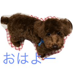 [LINEスタンプ] モコ・ザ・プードル