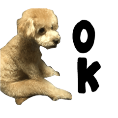 [LINEスタンプ] 愛犬トイプー