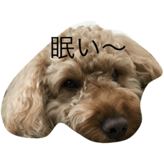 [LINEスタンプ] 愛犬 シュガー