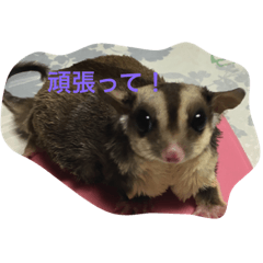 [LINEスタンプ] 我が家のフクロモモンガ