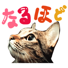 [LINEスタンプ] トラと三郎の日常 日本語編