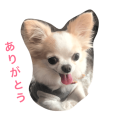 [LINEスタンプ] 犬のアロハライフ