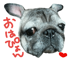 [LINEスタンプ] パグのぱん