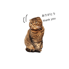 [LINEスタンプ] 虎龍左衛門之助Boo