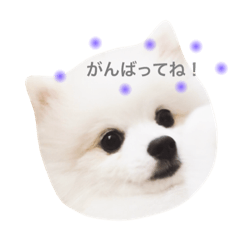 [LINEスタンプ] 白ポメコロン①