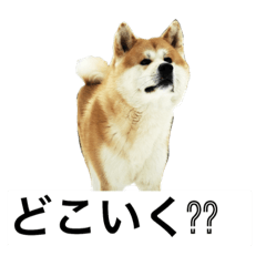 [LINEスタンプ] akitas