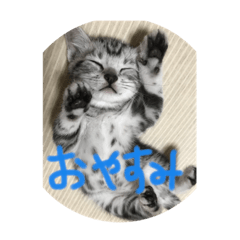 [LINEスタンプ] ちゃんえりです