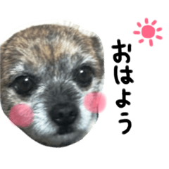 [LINEスタンプ] 愛犬ひゃん太