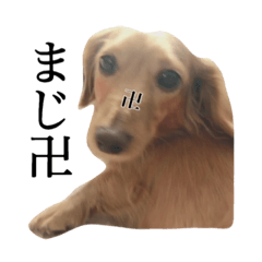 [LINEスタンプ] ベルころスタンプ