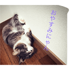 [LINEスタンプ] 猫！！！！