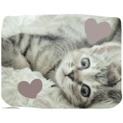 [LINEスタンプ] 猫スタンプろー＆シャロン