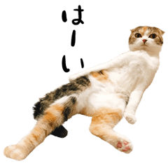 [LINEスタンプ] 猫まる