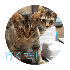 [LINEスタンプ] twin cats name T ＆ J