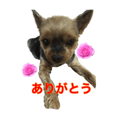 [LINEスタンプ] ぴーりりりゅーと