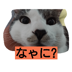 [LINEスタンプ] catdogNani