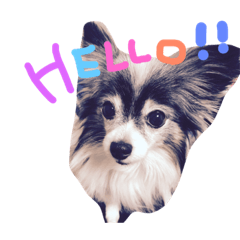 [LINEスタンプ] 愛犬れんちゃん！2