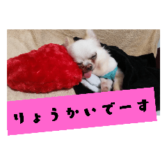 [LINEスタンプ] IlovePrettychihuahua